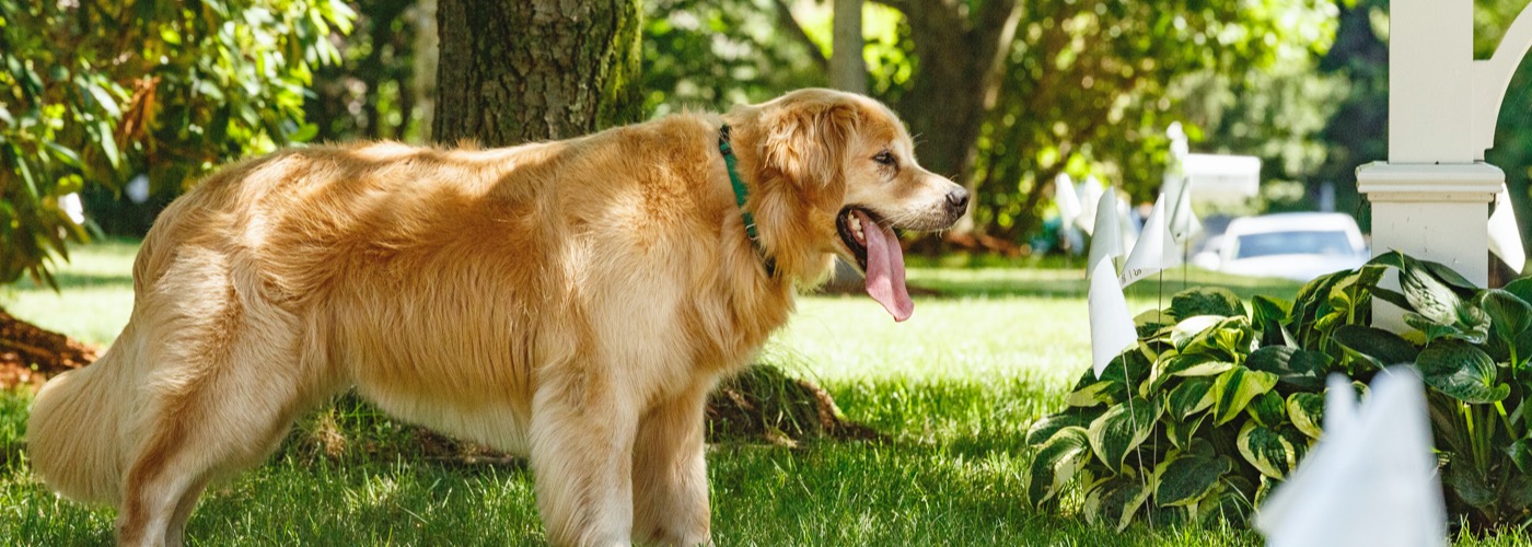 DogWatch of Central Georgia, Macon, Georgia | Outdoor Hidden Dog Fences Slider Image